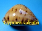 Cypraea valentia, Perry 1811